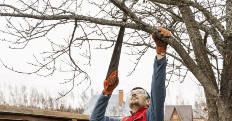 Enhance the Health and Beauty of Your Landscape with a Professional Tree Pruning Service
