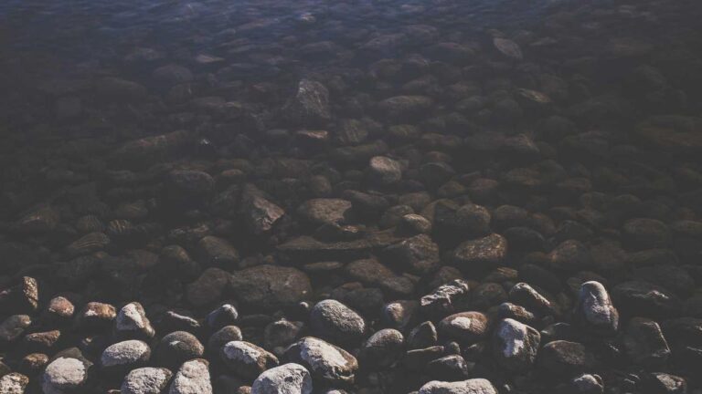 Who Is The Admin Of Cricbet99?